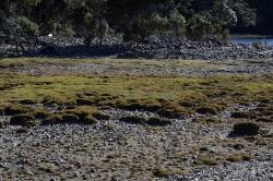 Centrolepis pallida, established population with large cushions and developing mats of young plants (in the foreground) on the shores of Lake Hauroko.
 Image: K.A. Ford © Landcare Research 2013 